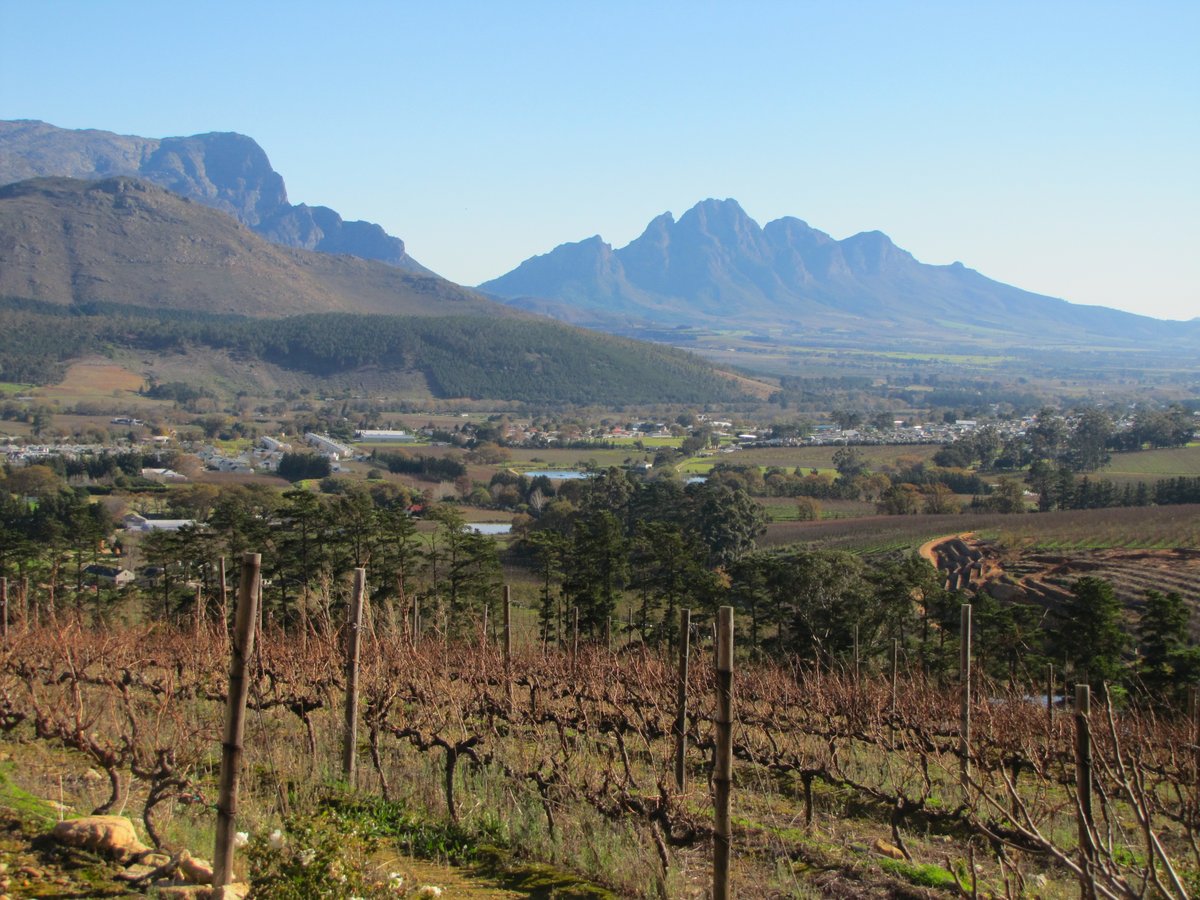 Vignes d'Afrique du Sud près de Stellenbosh